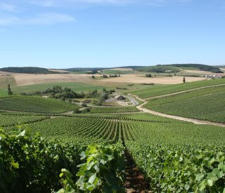 Paysage vignes