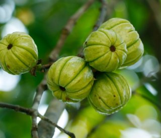 Shutterstock garciniacambogia 1