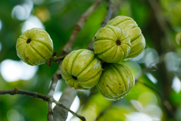 Shutterstock garciniacambogia