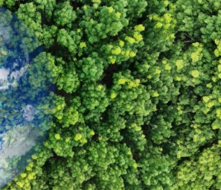 Shutterstock aidesrenouvellementforestier