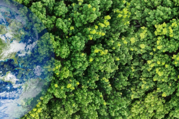 Shutterstock aidesrenouvellementforestier