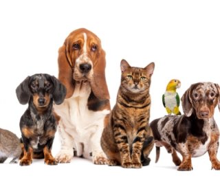 Shutterstock soinsprotection