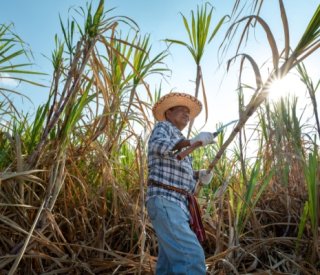 Shutterstock agriculturecanneasucre