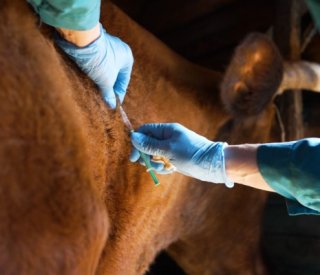 Shutterstock dermatosenodulaire