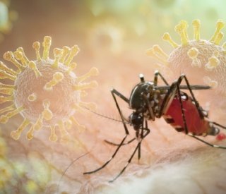 Shutterstock paludisme