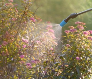 Shutterstock phytosanitaire