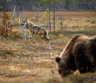 Shutterstock protectiontroupeaux