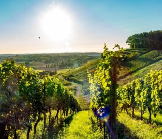 Shutterstock viticulture