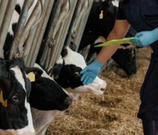 Shutterstock dermatoseno