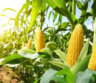 Shutterstock produitsalimentairestva