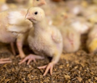 Shutterstock tracabilitedesvolailles