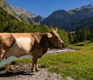 Shutterstock identificationbovins 1