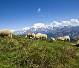 Shutterstock calendrieraideagri 1