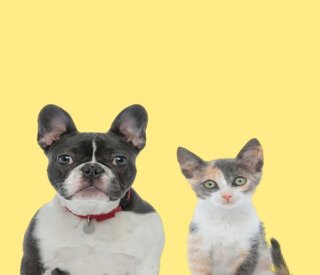 shutterstock amendeanimaux