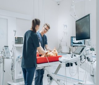 shutterstock fonctionnementcabinetveterinaire