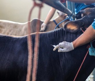 shutterstock maladiesagricoles