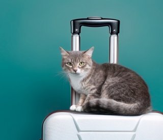 shutterstock passeportanimaux