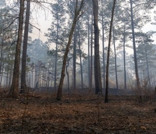 shutterstock renouvellementforestier